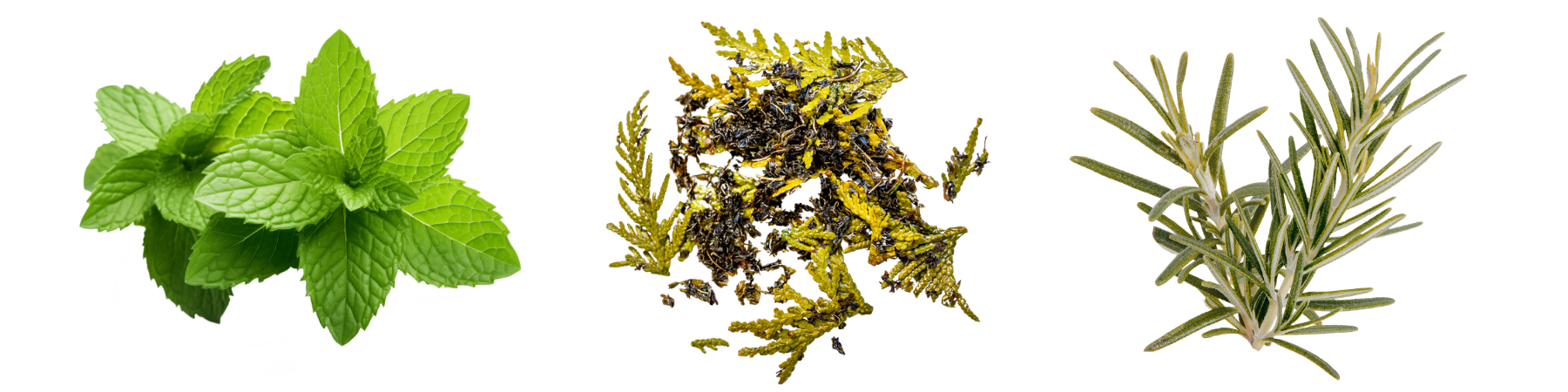 A nourishing botanical hair and skin treatment that helps soften, smooth, and condition dry and damaged hair and soothe reactive skin.
Rosemary, cedar, mint herbs